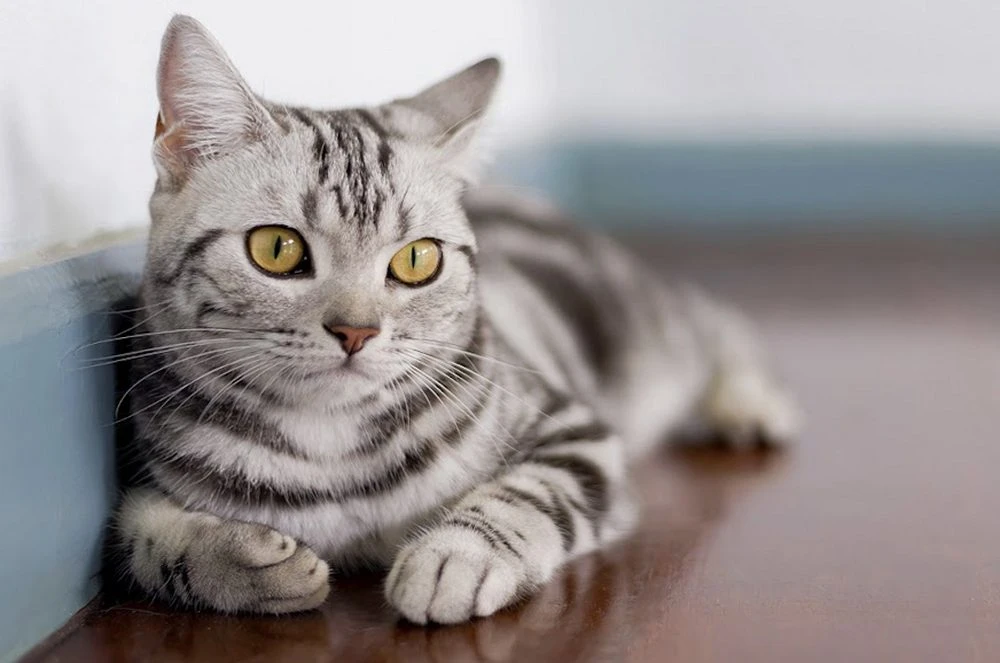 Royal Canin Baytarlıq Klinikası (Bakı)