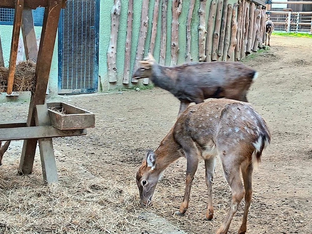 Baku City Zoo