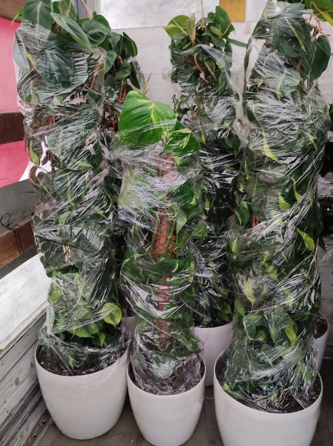 Aqraliya MMC (Bakı)