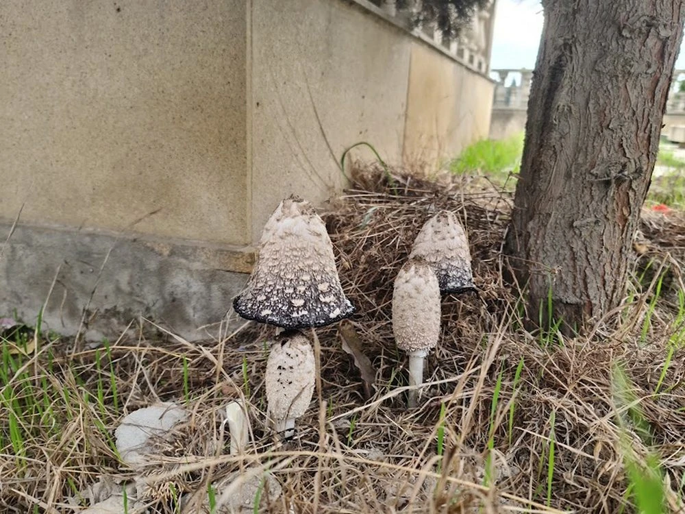Keşlə Qəbiristanlığı (Bakı)