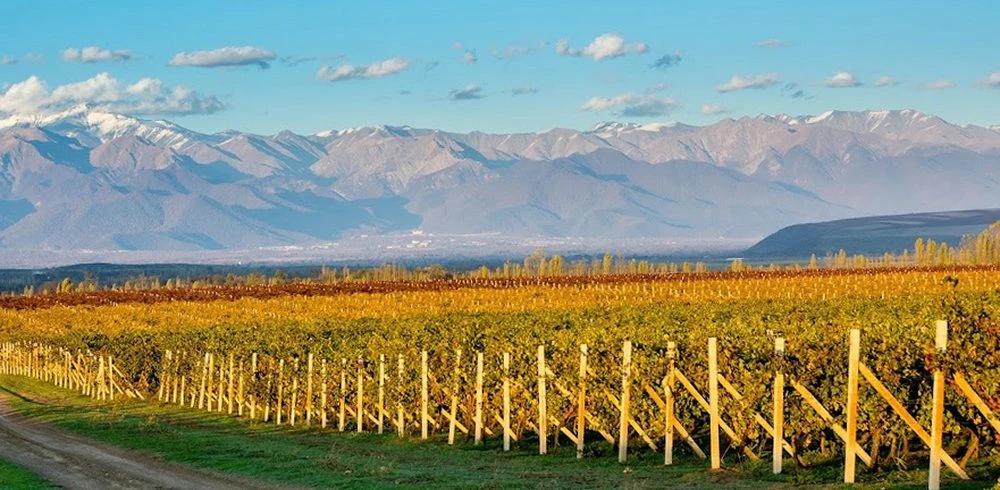 Nasimi's Wine Tours туристическая компания (Баку)