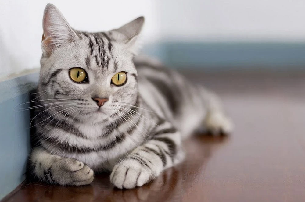VETKLİNİKA BAYER-ROYAL CANIN (Bakı)