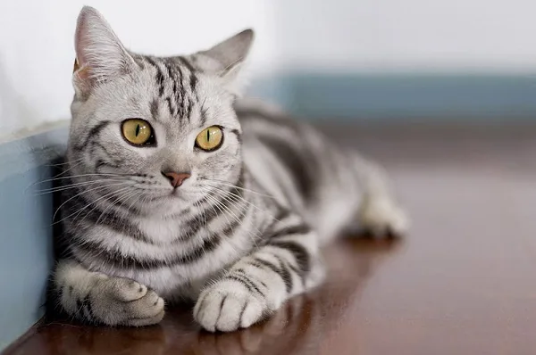 VETKLİNİKA BAYER-ROYAL CANIN (Bakı)