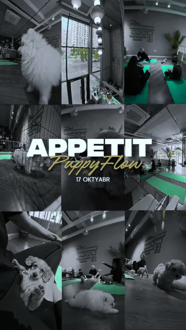 PuppyFlow Appetit Baku-da Geri Dönür